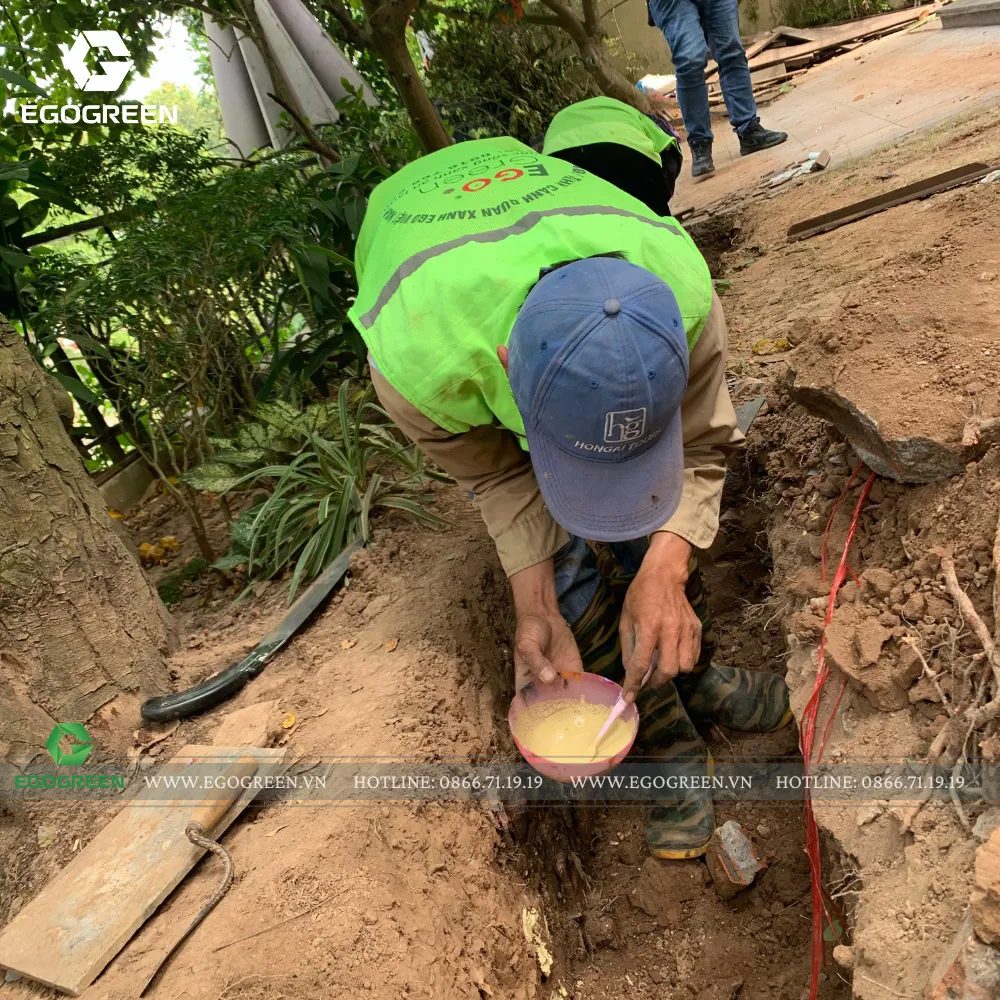 Lựa chọn cây phải tính đến sự phát triển của bộ rễ trong nhiều năm sau.